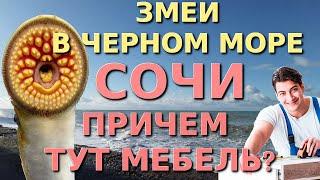 Лазаревское обзор, змеи в море, Лазаревское сегодня, Мебель в Сочи, змеи в Сочи, Змеи в Черном море