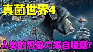 真菌世界4:先天牛马圣体这么来的? 祖先磕了这种蘑菇才让人有想象力容易被洗脑?How magic mushroom effect human