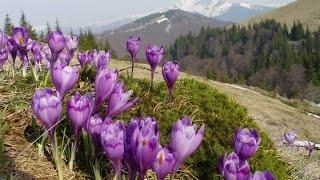 Весна в Карпатах / Carpathians spring