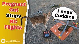 When a Pregnant Cat Stops RC Helicopter Flying – Hilarious!