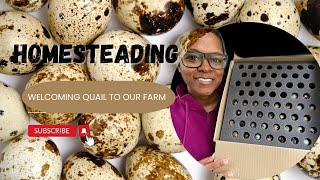 Raising Quail for Eggs | Hatching Quail for the First time! | Homesteading to Save Money