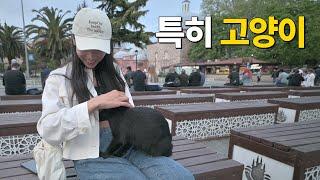 동물을 좋아한다면 와야 할 나라, 튀르키예 [튀르키예 이스탄불 2]
