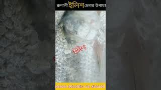 রুপালি ইলিশ চেনার উপায় || তাজা ইলিশ