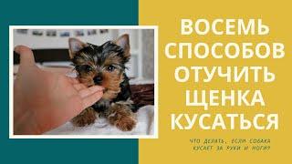 Как отучить щенка кусаться? Что делать, если собака кусается? Один из восьми способов вам подойдет!