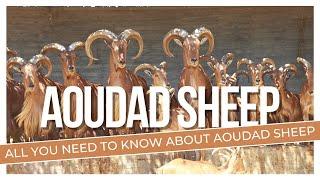 All You Need To Know About Barbary Sheep