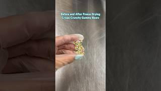 Freeze drying Crispy Crunchy Gummy Bears! #freezedrying #candy #freezedried #candyshop