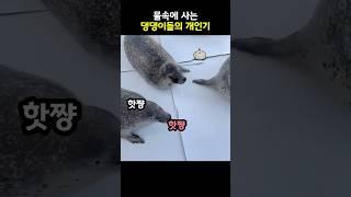 물속에 사는 댕댕이들의 개인기 #동물 #shorts #물범 #댕댕이
