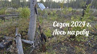 СЧАСТЬЕ В ОХОТЕ... Мой второй лось на реву... Не прошло и два года...