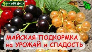 ВСЕГДА ТАК ПОДКАРМЛИВАЮ СМОРОДИНУ и ЗЕМЛЯНИКУ в МАЕ и ВСЕГДА С БОЛЬШИМ УРОЖАЕМ! ПРИРОДНАЯ ПОДКОРМКА!