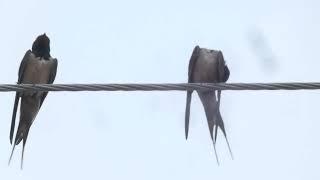 Barn Swallow Bird - Scientific name is Hirundo rustica