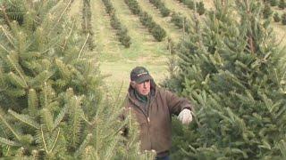 Family-owned tree farm in Carroll County attracts visitors with thousands of Christmas trees during