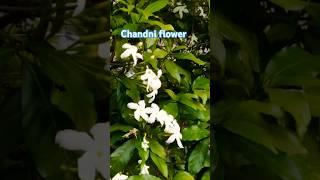 Chandni flower 🪴#amritamandavi #garden #gardening #flowers #ytshorts #plants #love #nature #trending