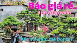 Báo giá rẻ trực tiếp vườn anh Hiệp chim Hải Hậu