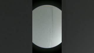 лики