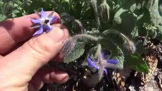 All About Borage (Borago officinalis) - Starflower - Beebush - Beebread - Bugloss - Medicinal Edible