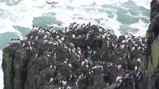 Seabirds visiting the cliffs of Rathlin ahead of the nesting season