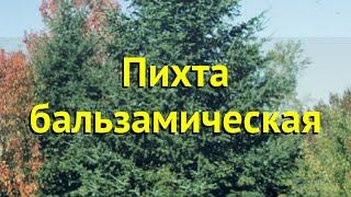 Пихта бальзамическая бальзамическая. Краткий обзор, описание характеристик abies balsamea