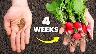 Radish Growing Masterclass: 4 Weeks to Harvest