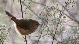 Tiny birds cry wolf to scare predators