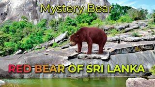 Red Bear of Sri Lanka | Mystery Bear?