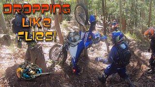 DROPPING LIKE FLIES! Watagan state forest. Yamaha WR250R, WR250F, WR450F, KTM, BETA, HUSQVARNA