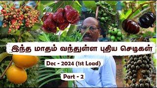 DecLoad - Pt1டிசம்பர் மாதத்திற்கு ஏற்ற அரிய வகை பழ செடிகள்Imported Exotic Fruit Plants in Chennai!