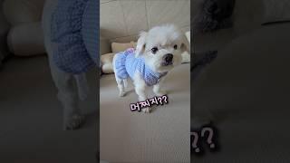 질문에 맞춰 대답해줘!  #모찌엘 #이틀 #강아지 #cute #dogshorts
