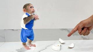 So cute Cubis monkey worriedly apologizes Dad for breaking plate!