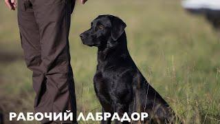 Working Labrador Training Masterclass. Visiting fanciers David and Stefanie Latham. DOG BLOG