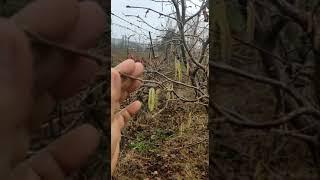 Fındık Fidanı | AGROKARADAG - Green Life