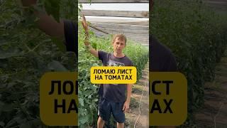 Напасть почти на всех растениях Pink paradise. Даже настроения нет снимать контент. Делюсь как есть￼
