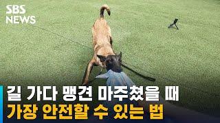 길 가다 맹견 마주쳤을 땐? "공격보단 '방어'하세요" / SBS