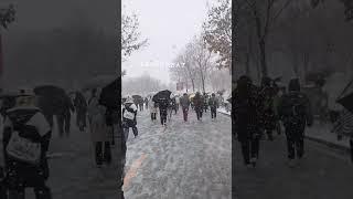 又下雪了#雪 #东北请全抖音看暴雪