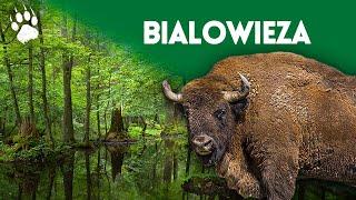 The last primary forest in Europe - Bialowieza National Park - Wildlife documentary - HD