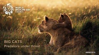 World Wildlife Day 2018 - Big cats: predators under threat