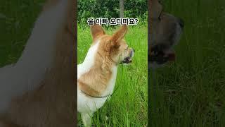 #산책중아빠찾는댕댕이 #길잃은 #어디로 #절세미견