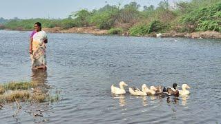 எங்க வாத்து பிள்ளைகளை வெளிய கூட்டிட்டு வந்து இருக்கேன் பாருங்க