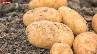 BURKINA FASO : 7 700 TONNES DE POMMES DE TERRE, UN RECORD HISTORIQUE SOUS LA DIRECTION DE TRAORÉ !