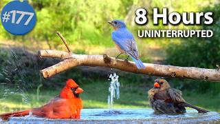  Relaxing Bird Bath, 8 Hours of Birds  Fountain Water Sounds Uninterrupted CatTV @LensMyth