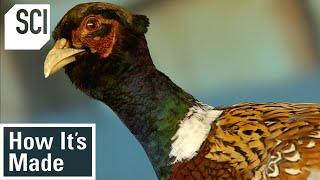 How It's Made: Pheasant Breeding