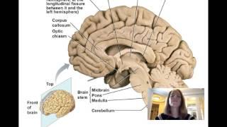 Lecture11 Central Nervous System