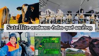 Daily Routines Dairy Farming In New Zealand  || නවීන තාක්ෂනයට තණකොළ ගණනය කිරීම