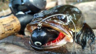 Mancing ikan Gabus raksasa ala kumpai angler