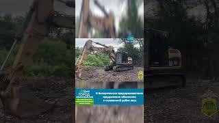 В Белореченске предпринимателю предъявлено обвинение в незаконной рубке леса  #белореченск  #майкоп