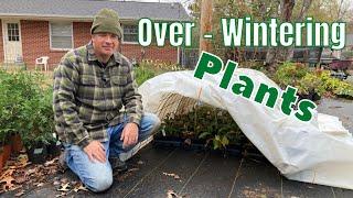 Overwintering Plants - Helping small nursery plants survive winter.