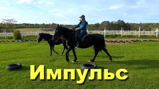 Почему важен импульс в работе с лошадью и работа руки "от себя"