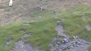 Albino Bigfoot Sighting on Mount St. Helens