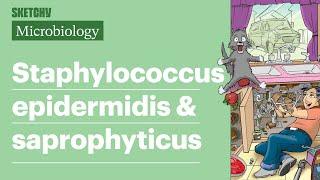 Staphylococcus epidermidis & saprophyticus Lesson (Full Lesson) | Sketchy Medical | USMLE Step 1