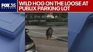 Wild hog spotted roaming Publix parking lot in Florida