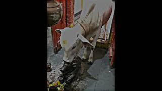 power of Sanatan | har har Mahadev | paradox | #trending #shorts 